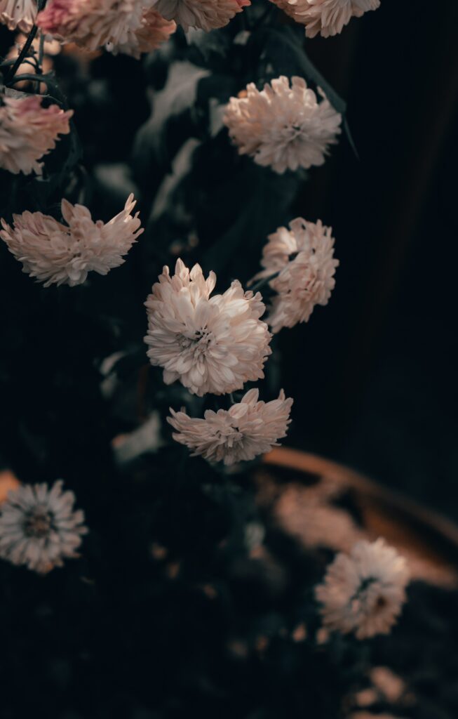 Serene Pink Chrysanthemums Wallpaper on Dark Background