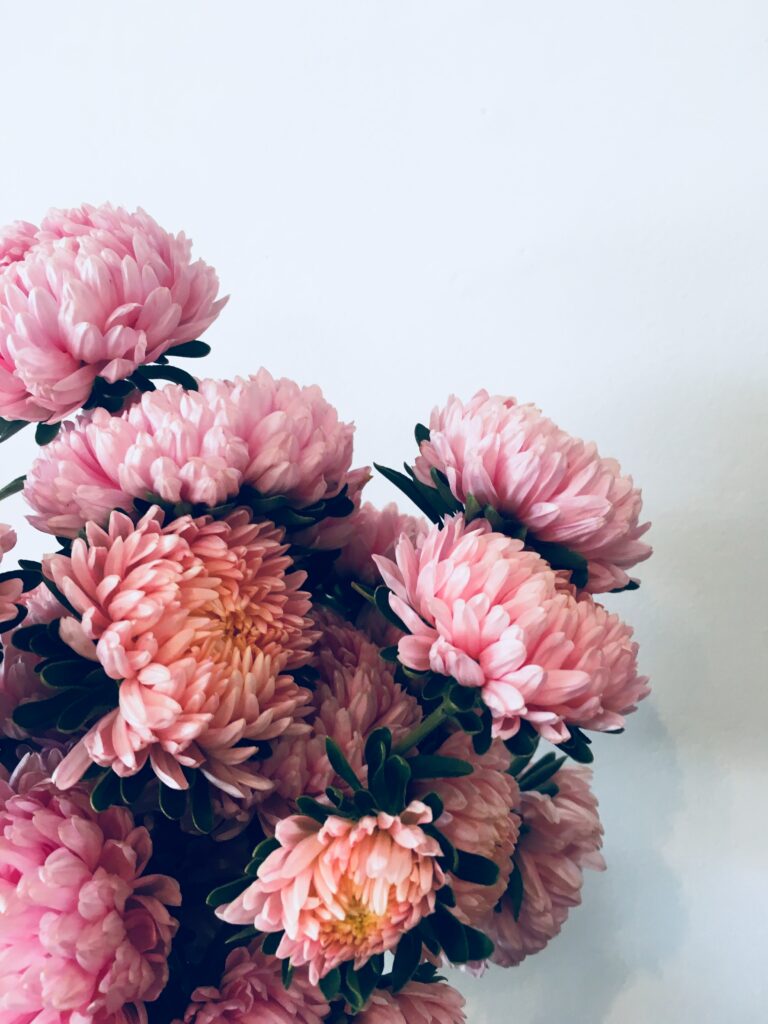 Delicate Pink Chrysanthemums Wallpaper on Soft Light Background