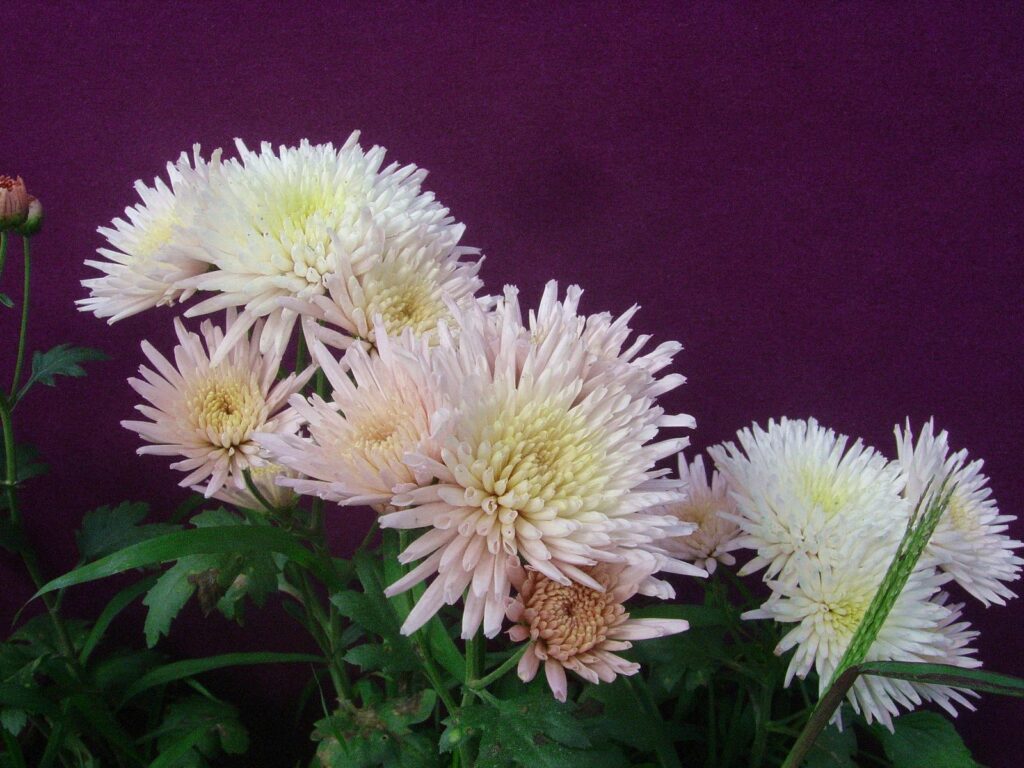 Elegant Pink Chrysanthemums on Maroon Background - Floral Wallpaper