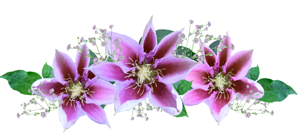 Elegant Pink Clematis Wallpaper with Delicate Greenery Background