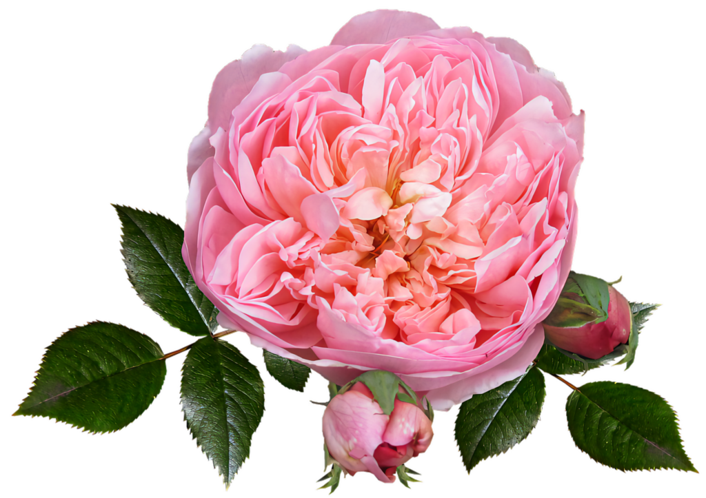 Elegant Pink English Rose Wallpaper with Lush Petals on Clear Background