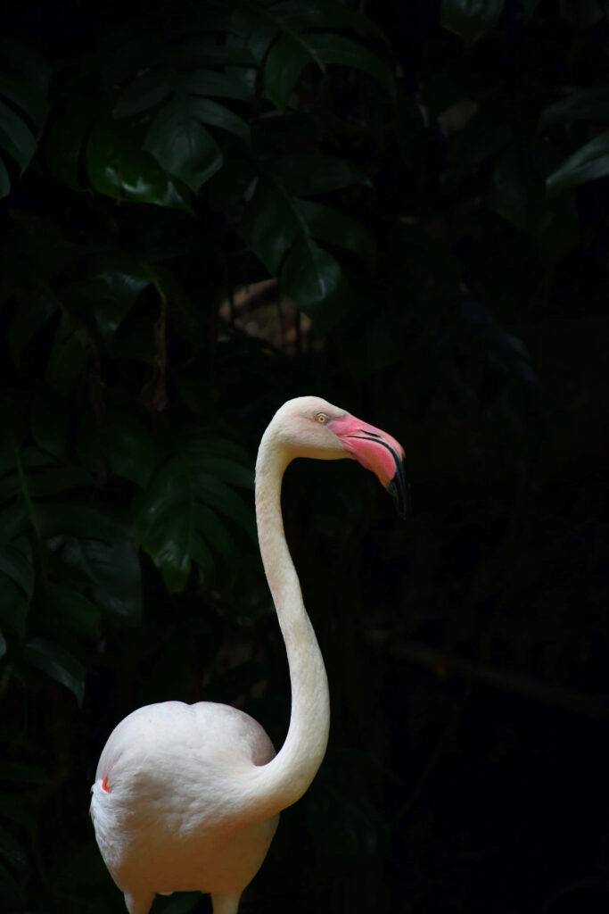 Elegant Pink Flamingo Wallpaper Against Dark Natural Backdrop