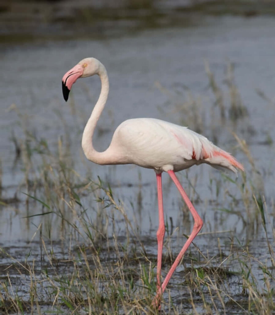 Serene Pink Flamingo Wallpaper: One-Legged Beauty by Tranquil Shore