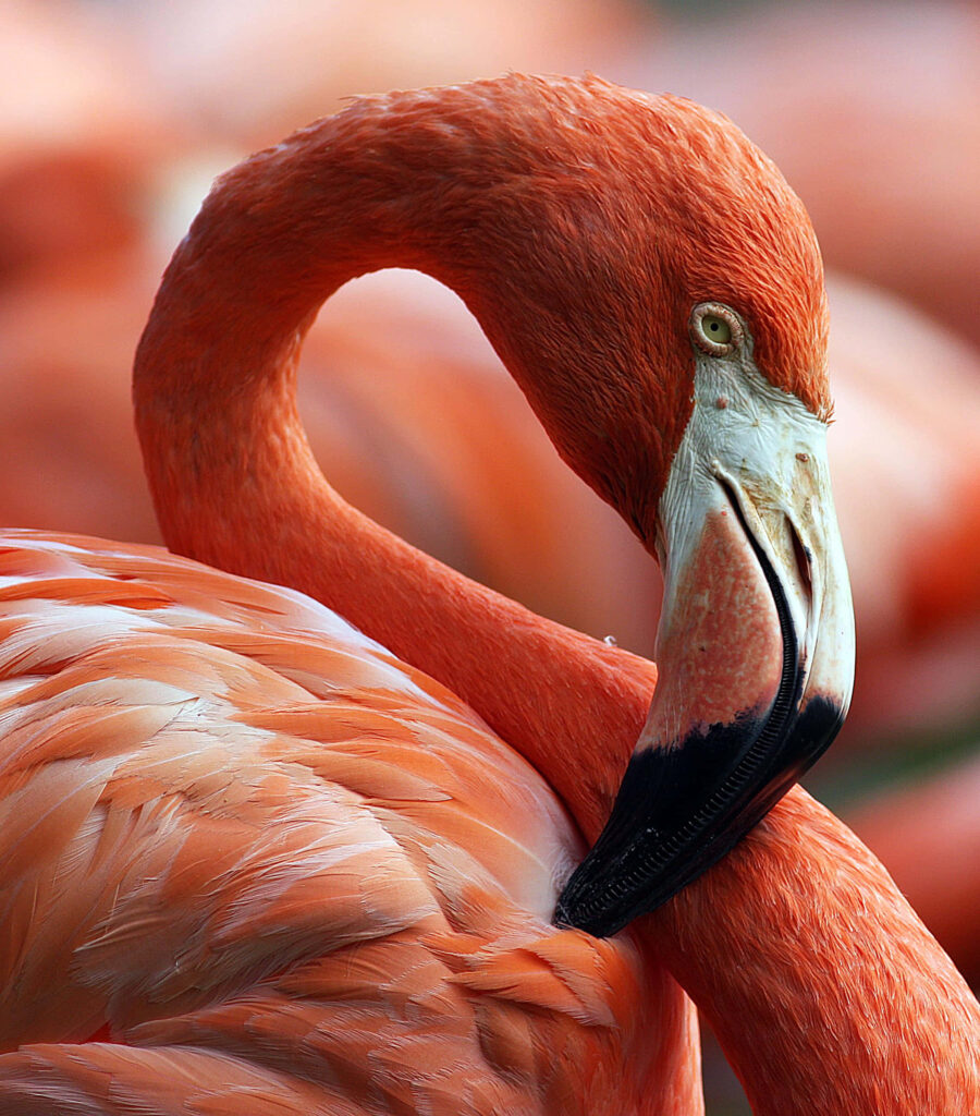 Elegant Pink Flamingo Wallpaper: Vibrant Nature-Inspired Aesthetic