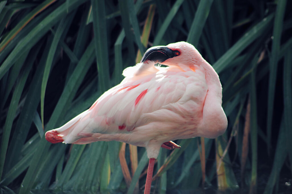 Elegant Pink Flamingo Wallpaper with Lush Greenery Background