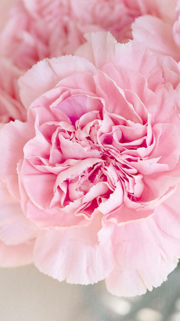 Elegant Pink Flower Wallpaper: Soft, Ruffled Petals Close-Up