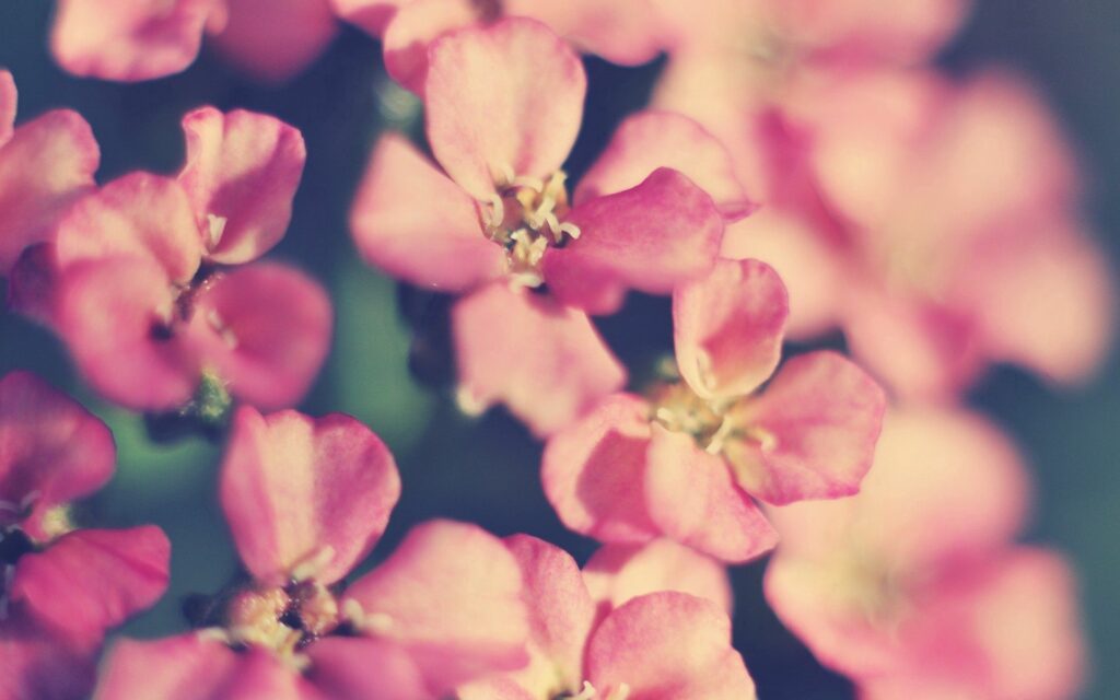 Soft Pink Flower Wallpaper: Elegant & Serene Background Design