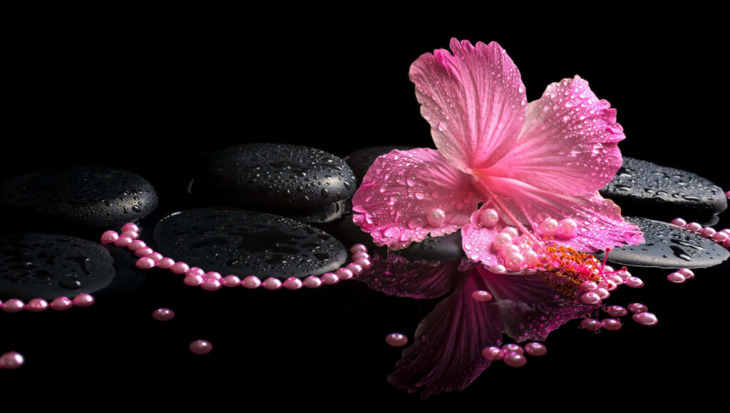 Elegant Pink Hibiscus Flower Wallpaper with Dewdrops & Black Stones