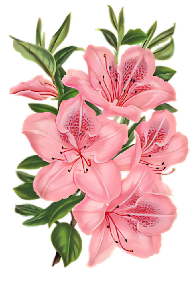 Elegant Pink Lily Bouquet Wallpaper with Lush Green Leaves Background