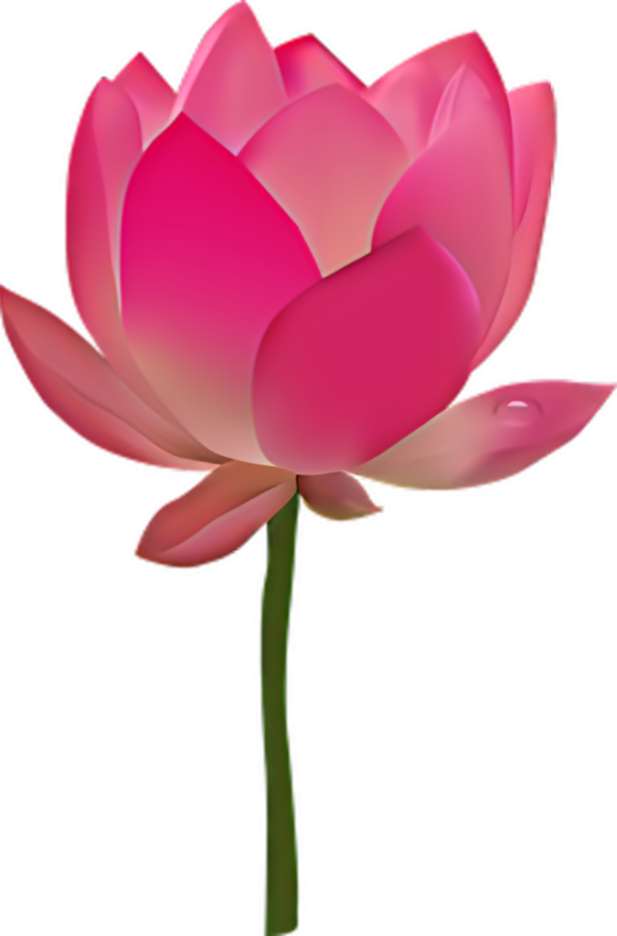 Elegant Pink Lotus Flower Wallpaper - Delicate Bloom Design