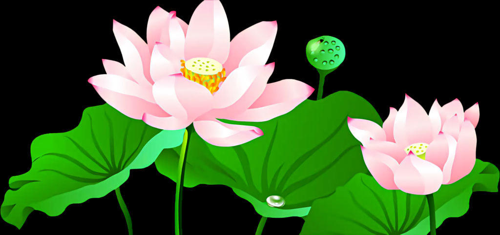 Elegant Pink Lotus Flowers and Green Leaves Wallpaper Background