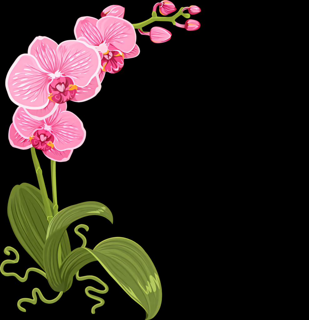 Elegant Pink Orchid Wallpaper on Transparent Background Design