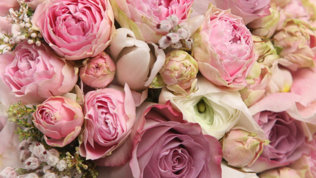 Elegant Pink Peonies and Roses Wallpaper - Romantic Floral Background