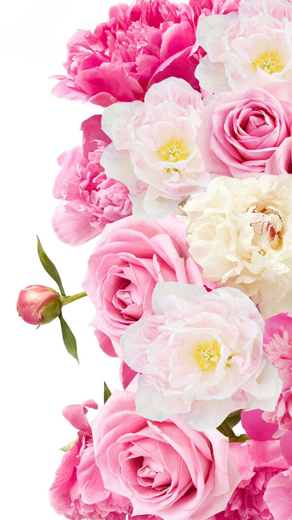 Elegant Pink Peonies and Roses Wallpaper: Fresh Floral Background