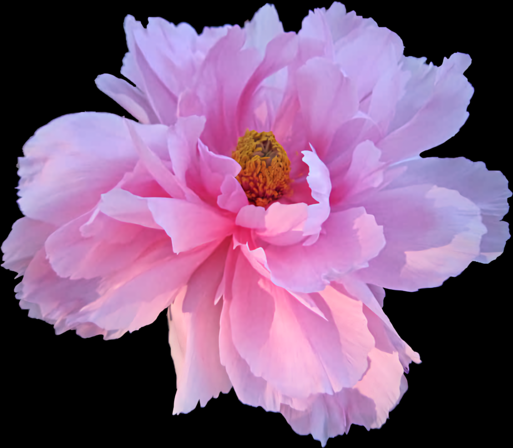 Vibrant Pink Peony Wallpaper - Elegant Floral Background Design