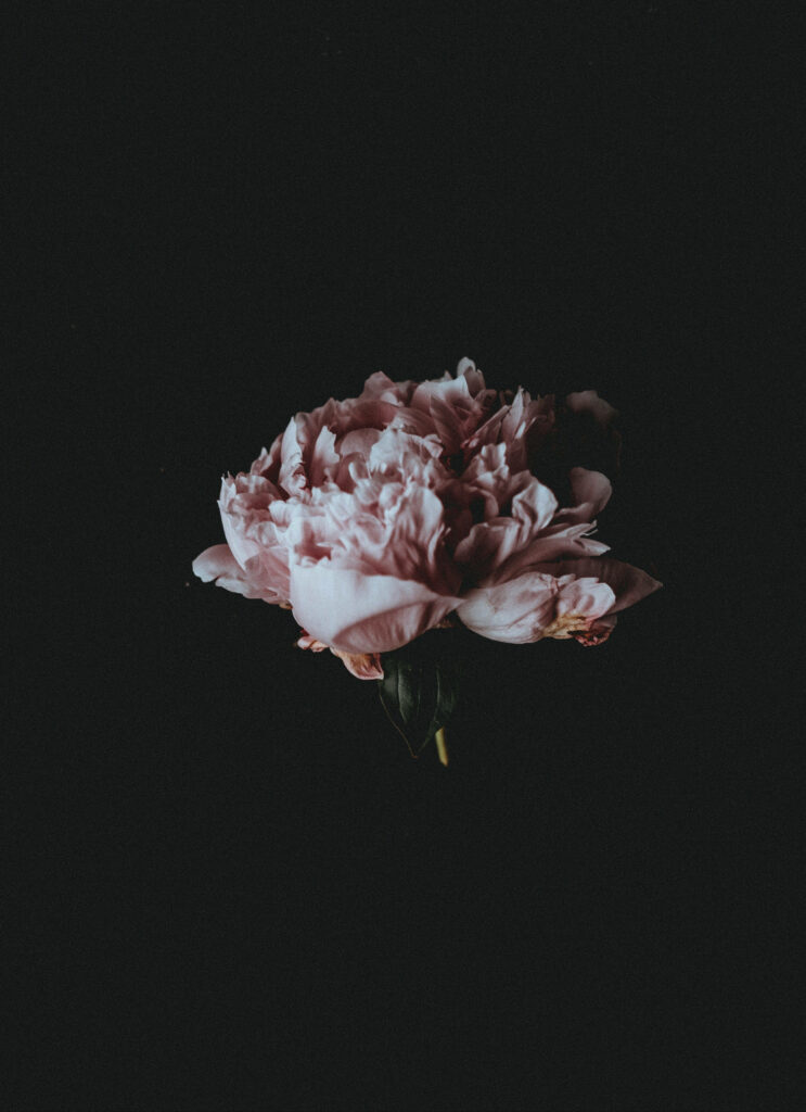Elegant Pink Peony Wallpaper on Dark Background - Moody Aesthetic