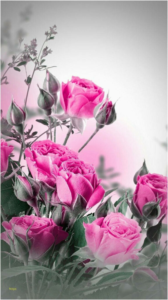 Elegant Pink Roses Wallpaper for iPhone on Soft Gray Background