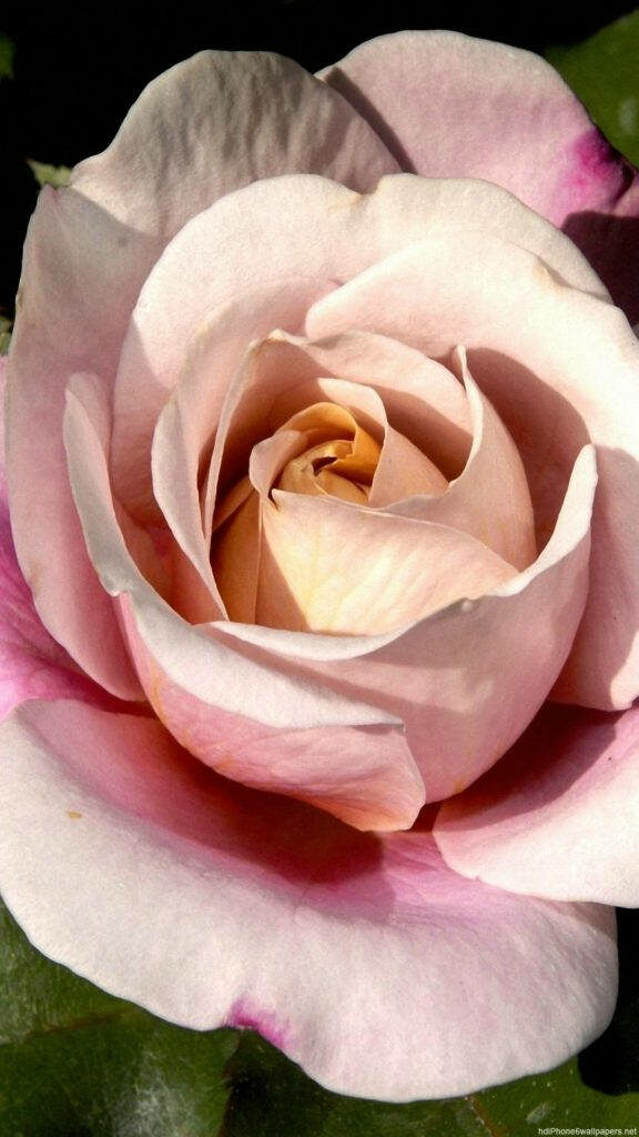 Elegant Pink Rose Wallpaper: Close-Up Design for iPhone Background