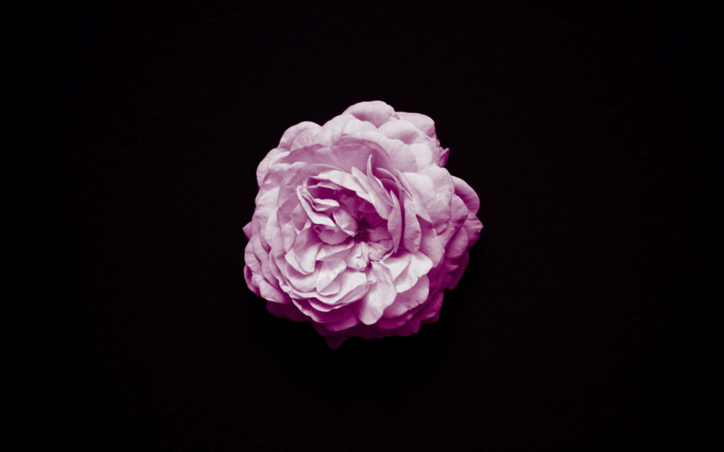 Elegant Pink Rose Wallpaper - Striking Contrast on Black Background