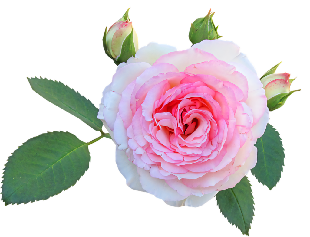 Blooming Pink Rose with Green Leaves on Transparent Background Wallpaper