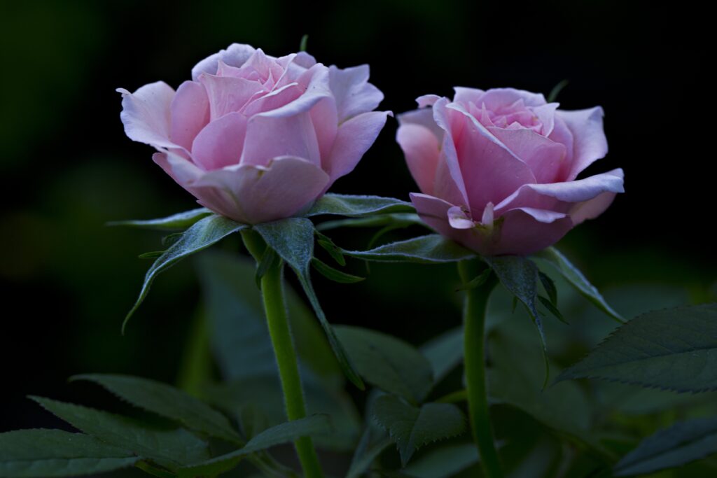 Elegant Pink Roses in Bloom: Lush Dark Background Wallpaper