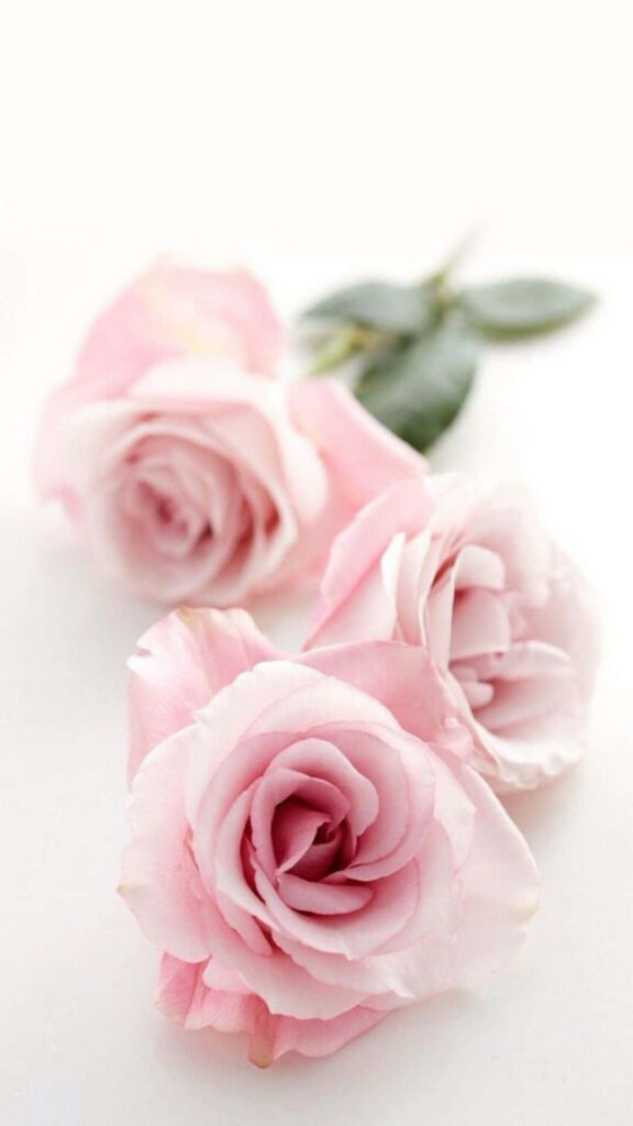 Elegant Pink Rose Wallpaper: Soft Petals on Light Background