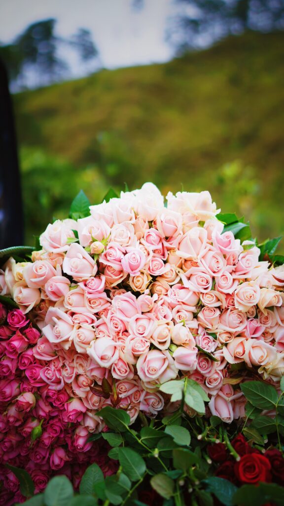 Elegant Pink Roses Wallpaper - Perfect Love Background Gift