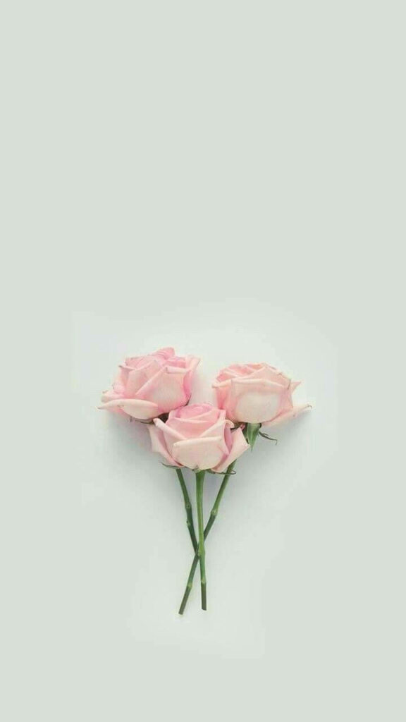Delicate Pink Roses Wallpaper: Elegant Floral Display on Pastel Background