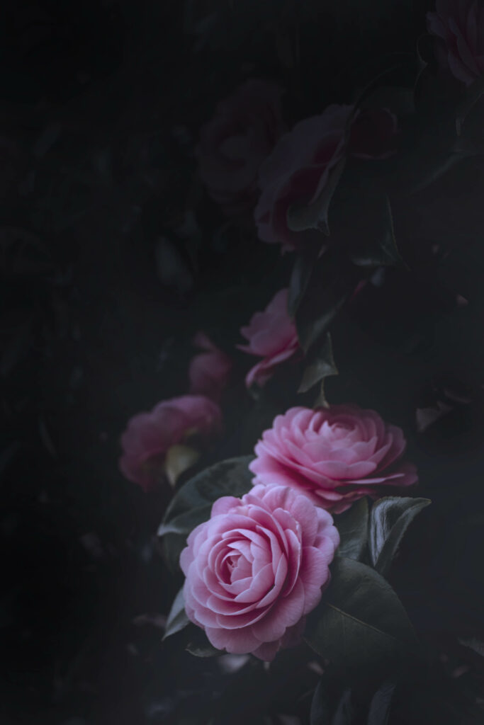 Serene Pink Rose Wallpaper: Elegant Floral Background with Green Leaves