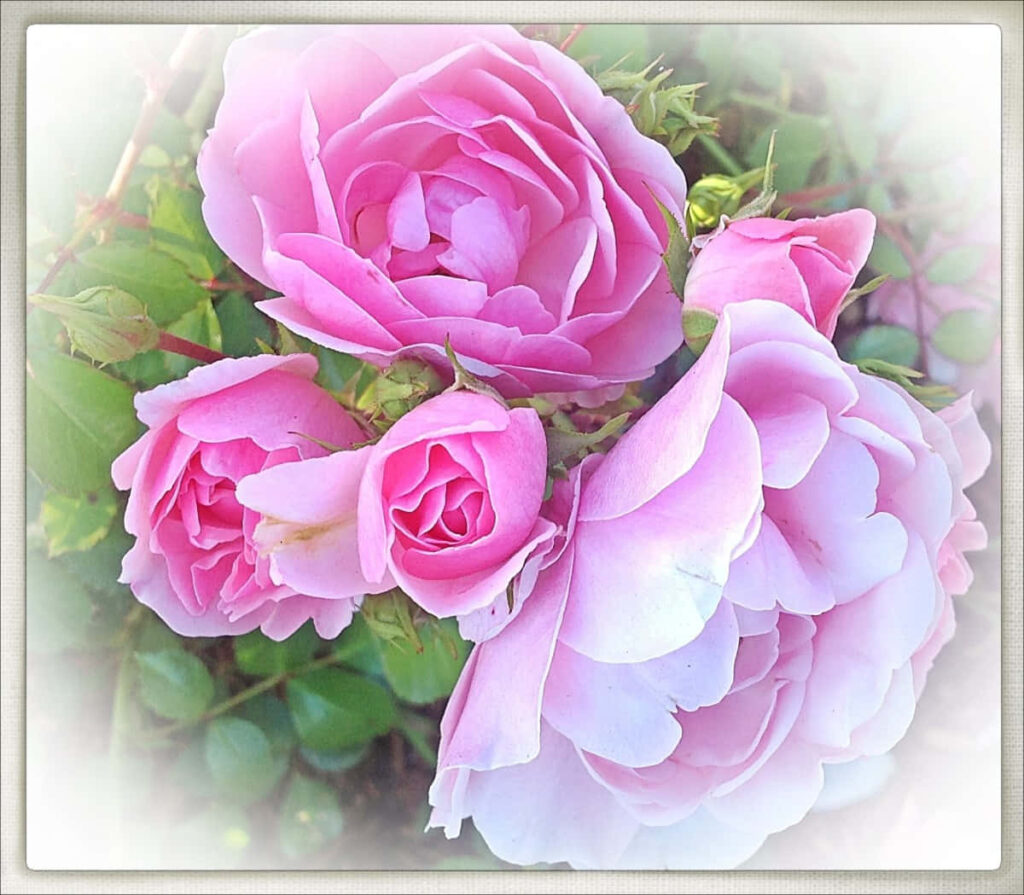 Elegant Pink Roses Wallpaper: Serene Floral Background Design