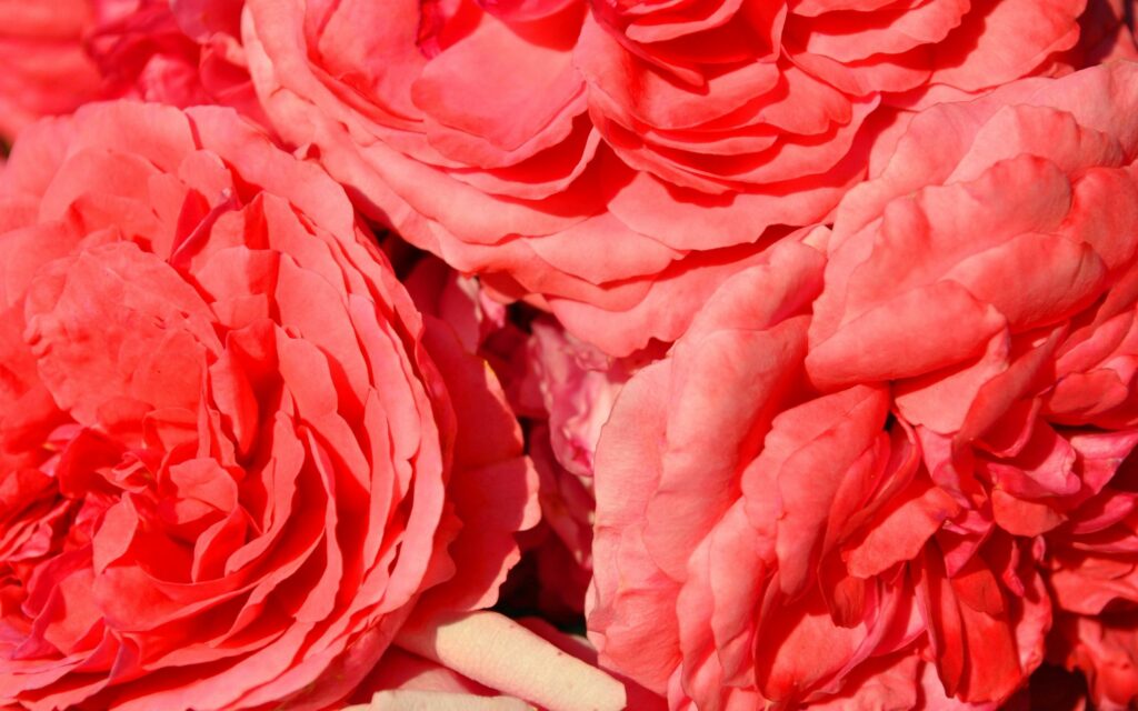 Bright Pink Roses: Elegant Wallpaper Background with Natural Light