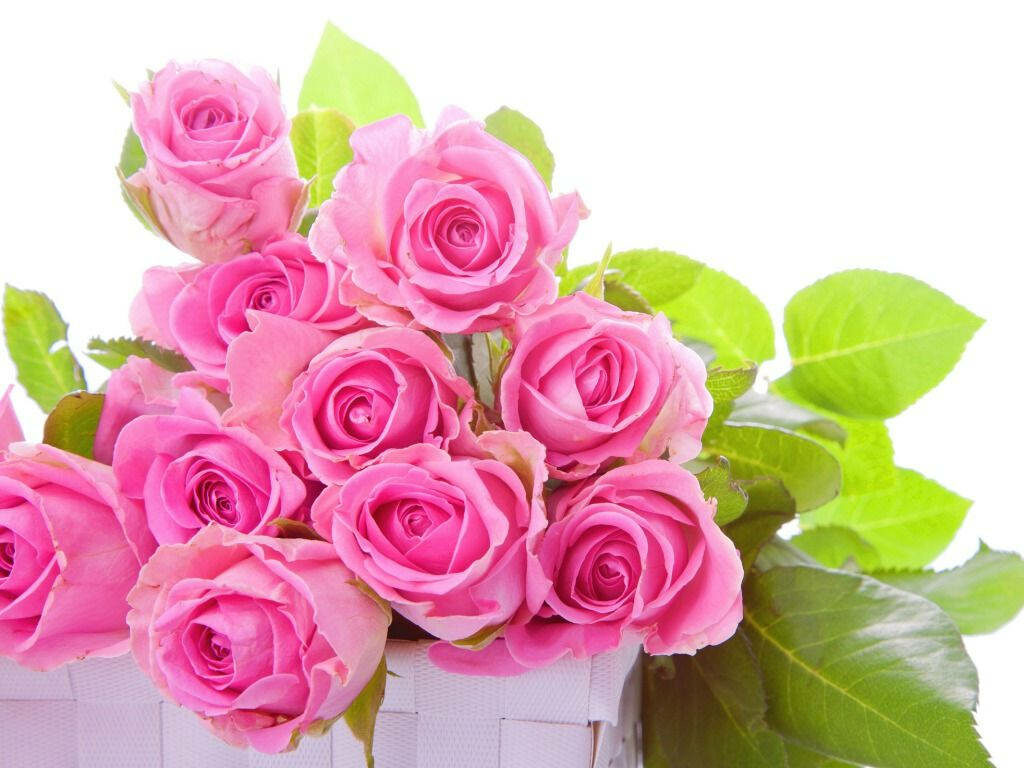 Elegant Pink Rose Bouquet Wallpaper with Lush Green Leaves