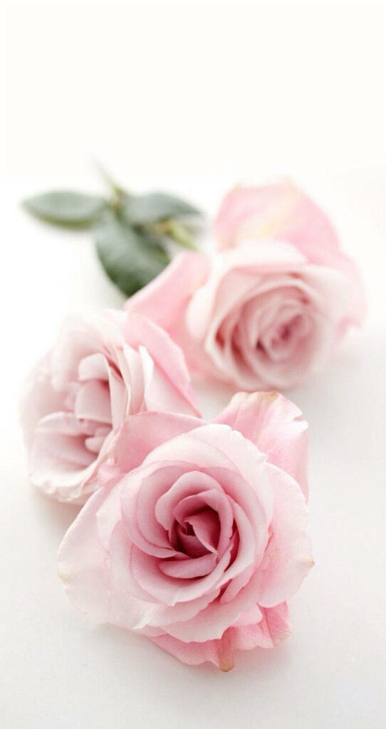 Elegant Pink Roses Wallpaper for Serene iPhone Background