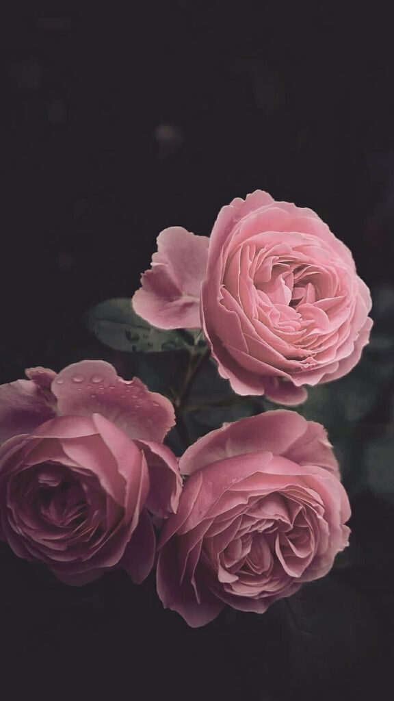 Elegant Pink Roses Wallpaper on Dark Moody Background