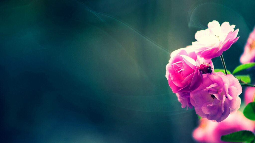 Vibrant Pink Roses on Softly Blurred Dark Background - Elegant Wallpaper