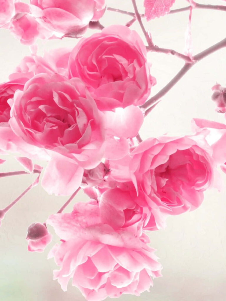 Elegant Pink Rose Wallpaper on White Background - Serene Floral Design