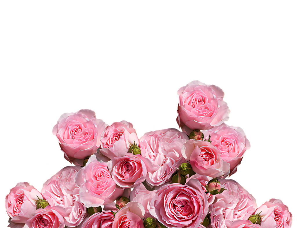 Elegant Pink Rose Bouquet Wallpaper on Transparent Background