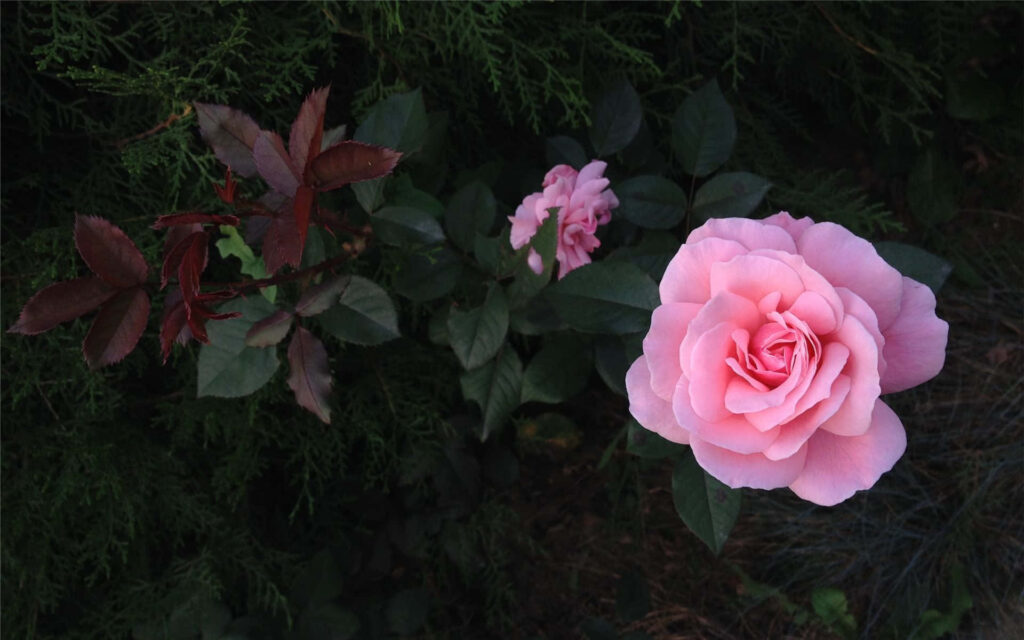 Elegant Pink Roses Wallpaper with Lush Green Leaves Background