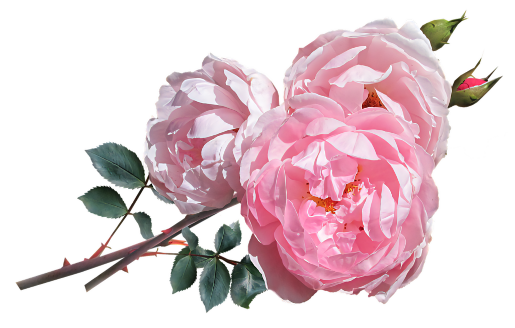 Elegant Pink Roses Wallpaper on Transparent Background for Design