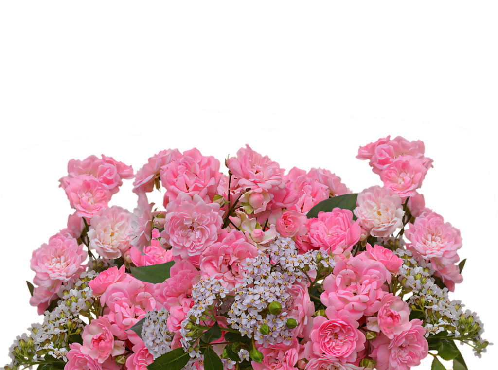 Elegant Pink Rose and White Flower Wallpaper - Transparent Background