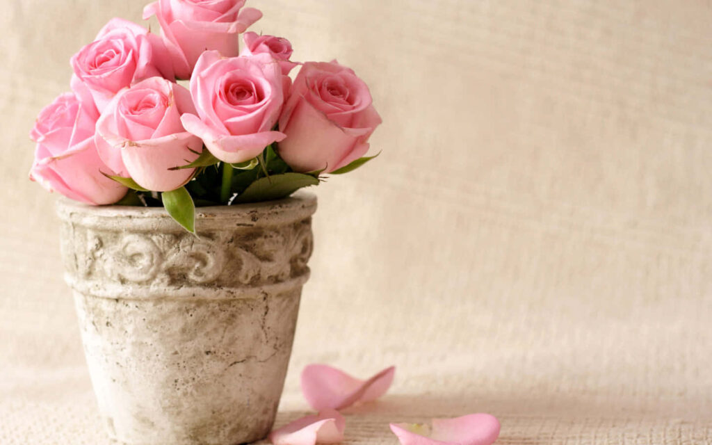 Elegant Pink Roses in Stone Pot Against Soft Neutral Background Wallpaper