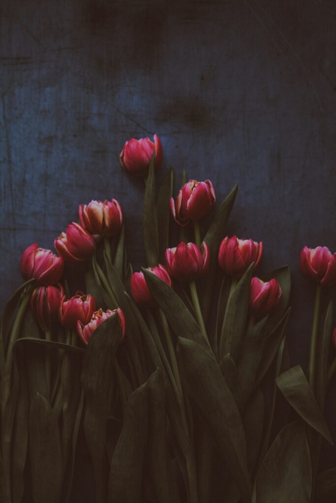Elegant Pink Tulips Wallpaper on Dark Textured Background