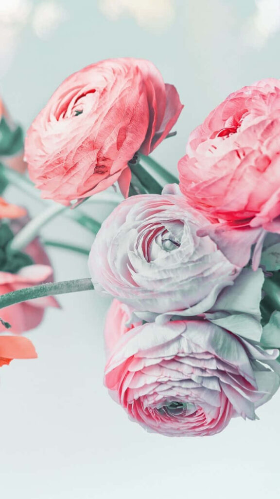 Elegant Soft Pink & White Ranunculus Flowers Wallpaper Background