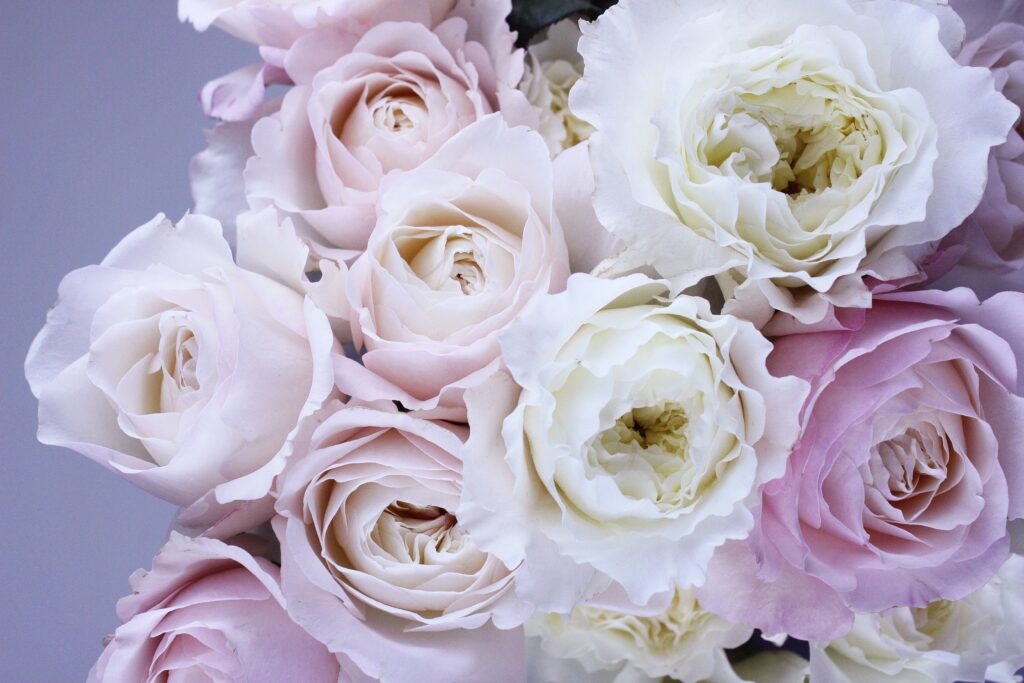 Elegant Soft Pink and White Roses Wallpaper - High-Resolution Background
