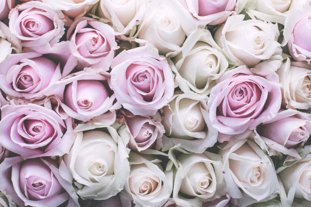 Elegant Pink and White Roses Wallpaper - Romantic Floral Background