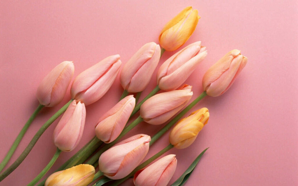 Springtime Elegance: Pink & Yellow Tulips Wallpaper Background