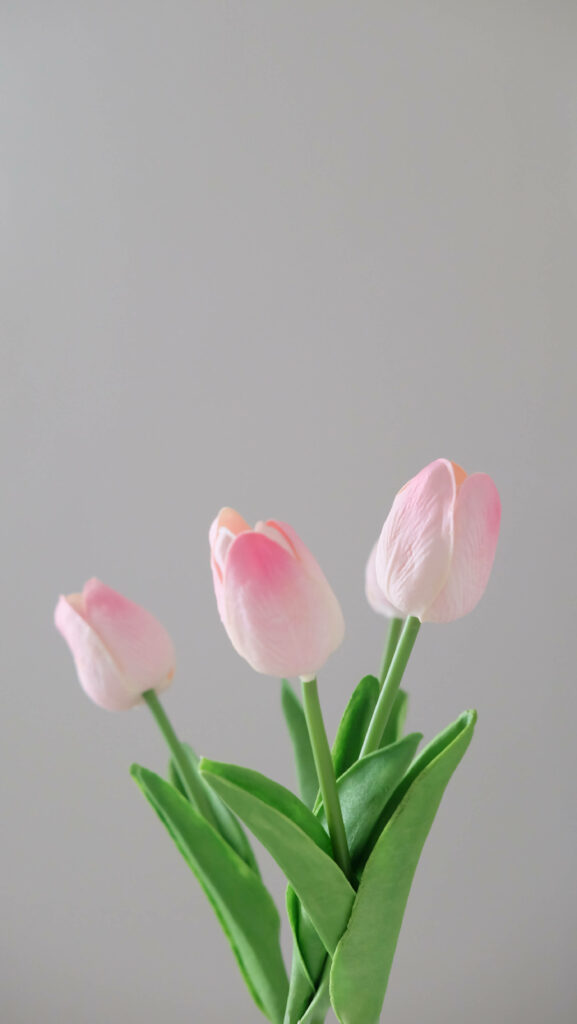 Elegant Powder Pink Tulip Wallpaper on Minimalist Gray Background