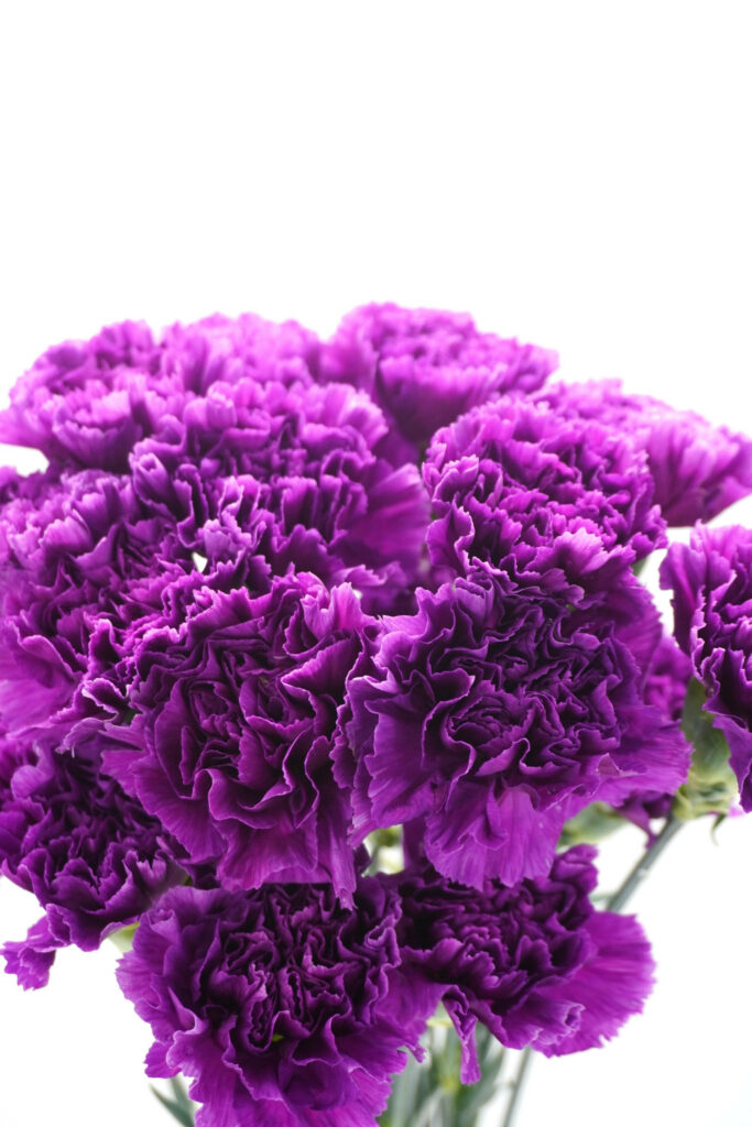 Elegant Purple Carnations Wallpaper: Sophisticated Floral Charm