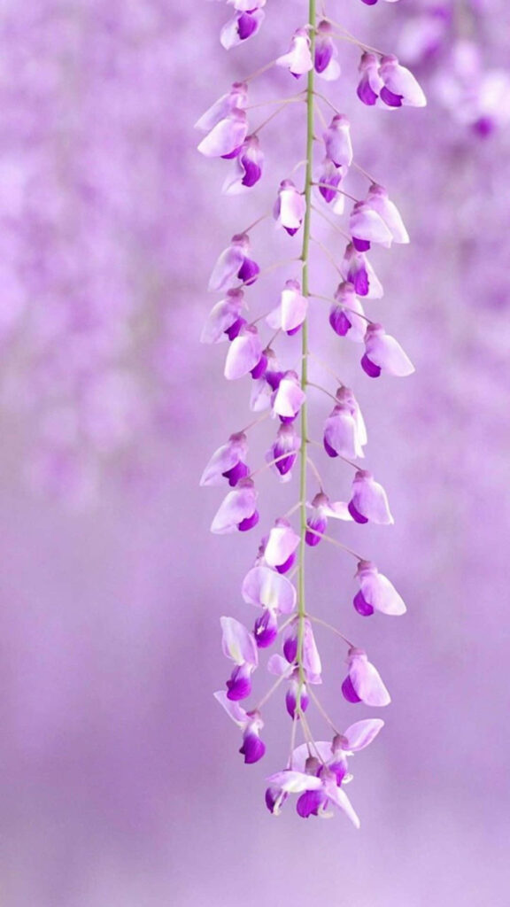Elegant Purple Flower Wallpaper: Delicate Floral Cascade Background