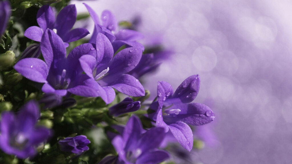 Elegant Purple Flower Wallpaper: Sharp Focus on Calm Blurred Background